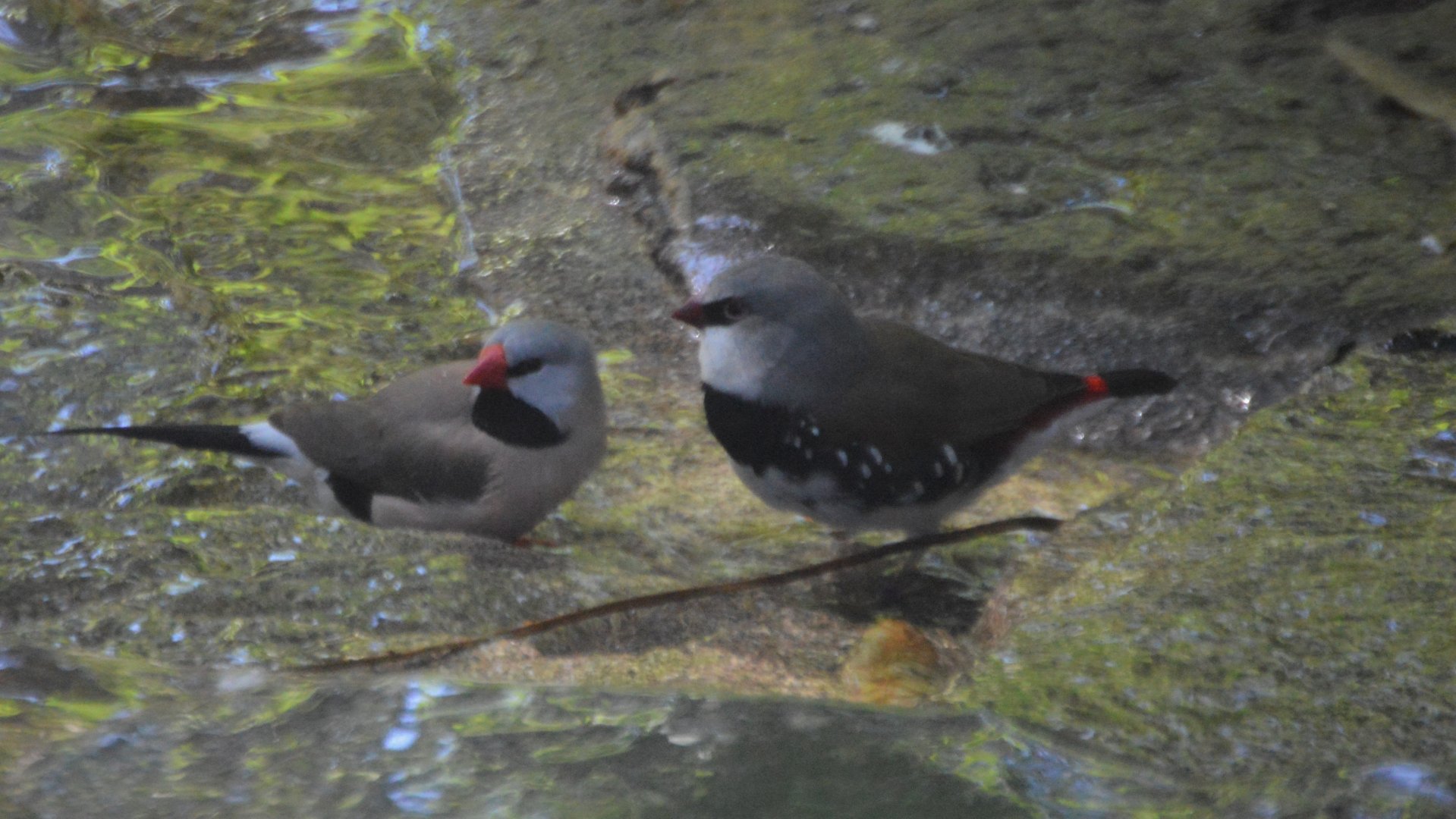 Poephila acuticauda and Stagonopleura guttata