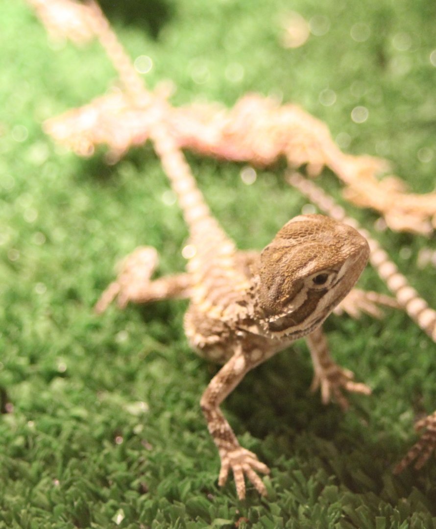Pogona henrylowsoni