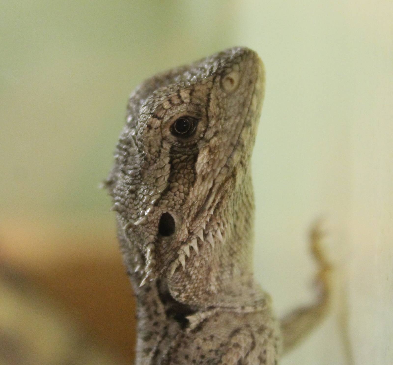 Pogona minor