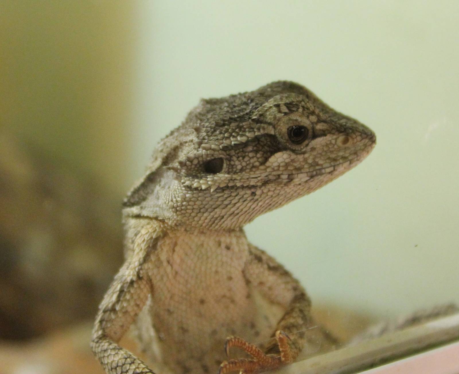 Pogona minor