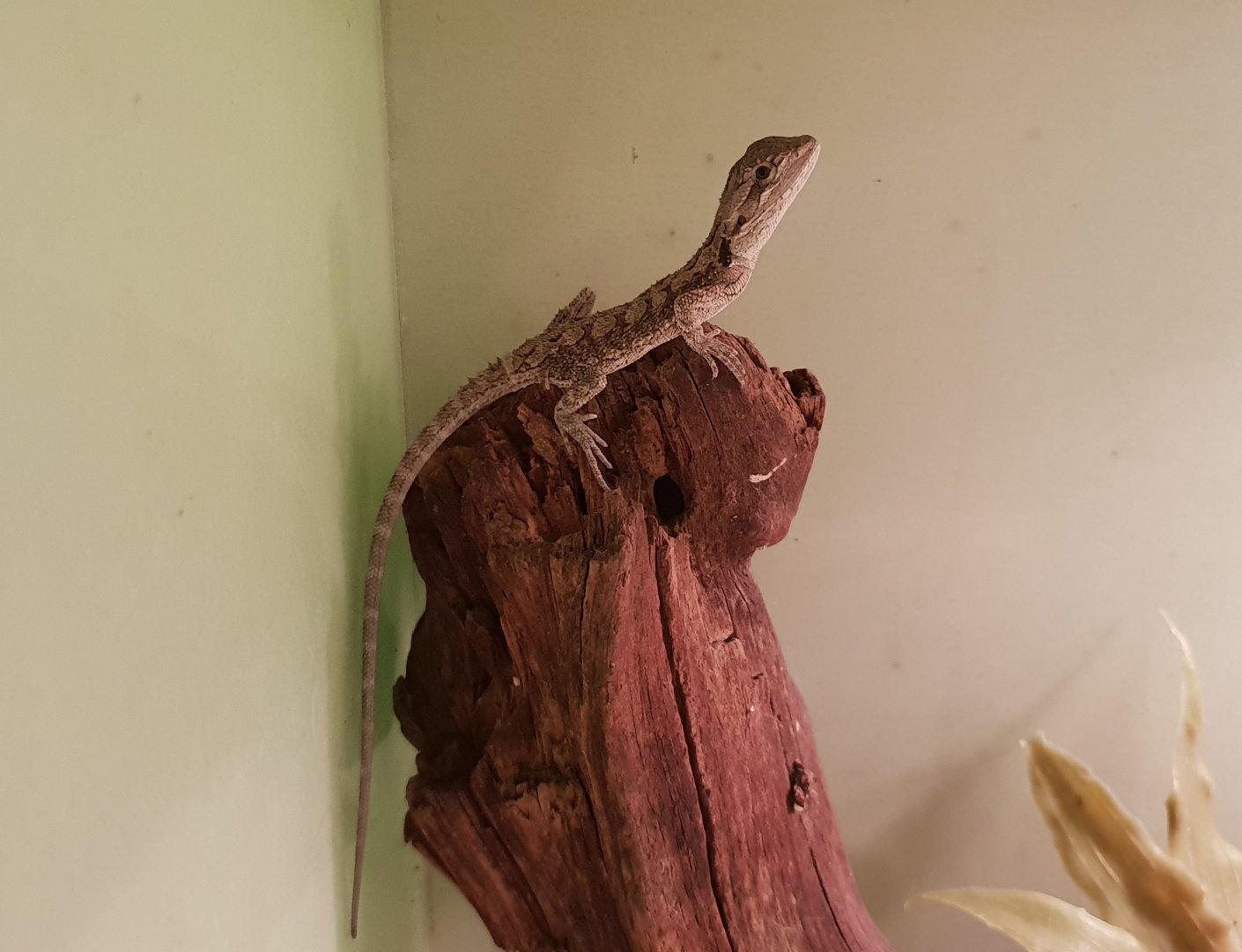 Pogona minor