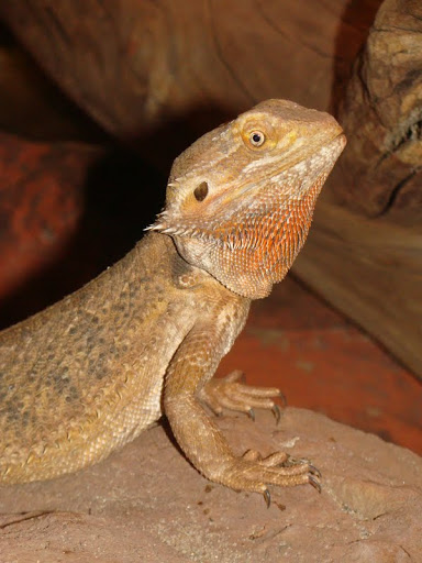 Pogona vitticeps