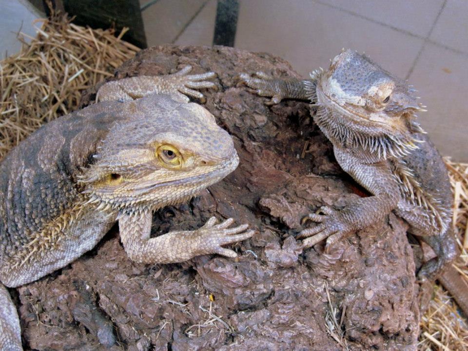 Pogona vitticeps