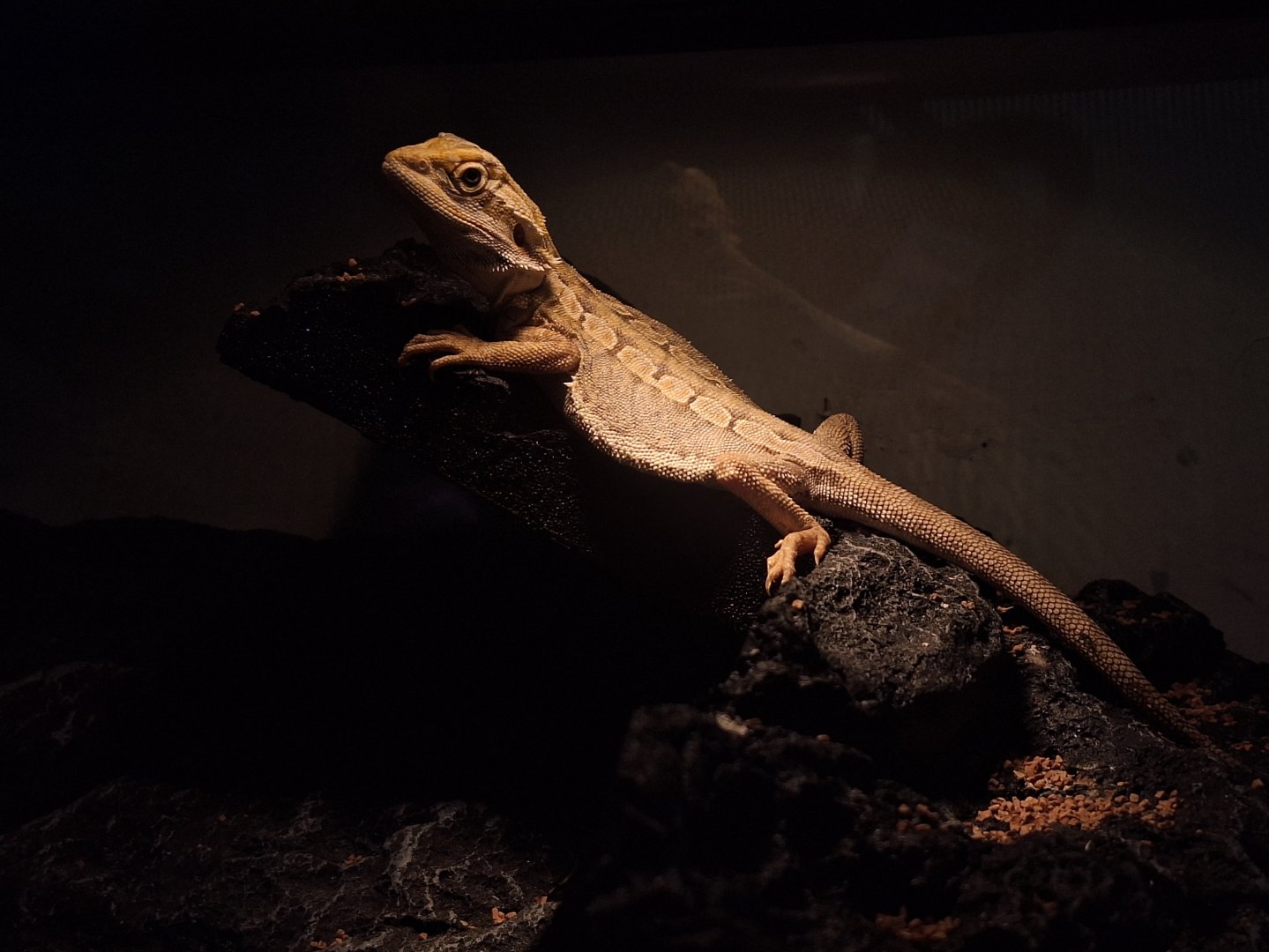 Pogona vitticeps
