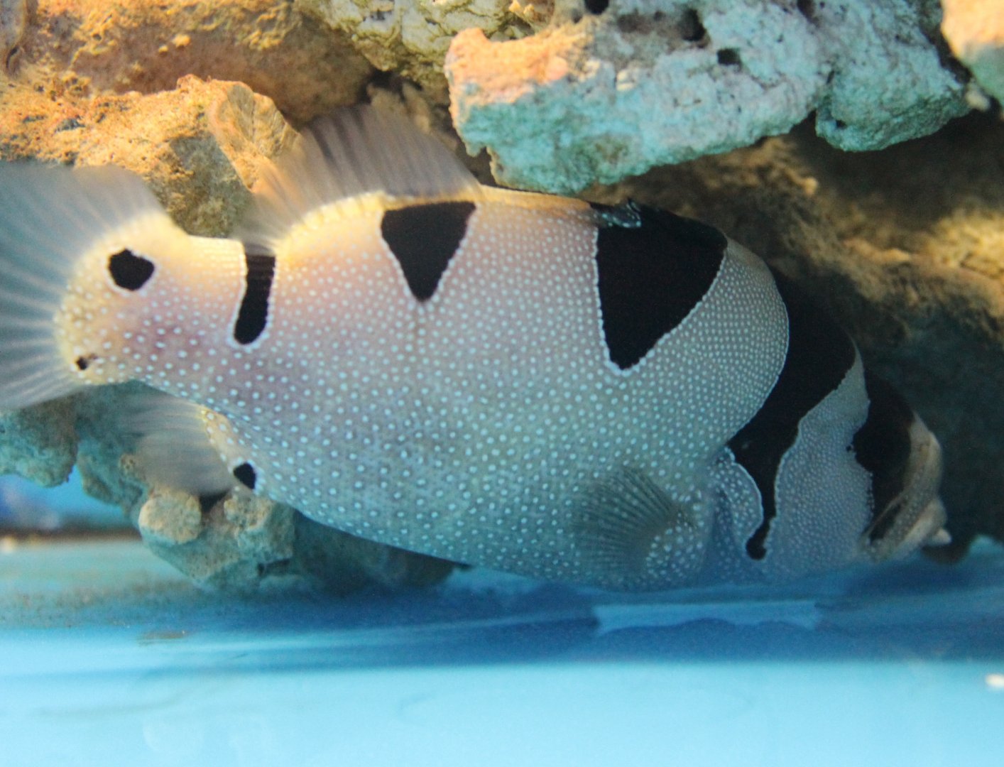 Pogonoperca punctata