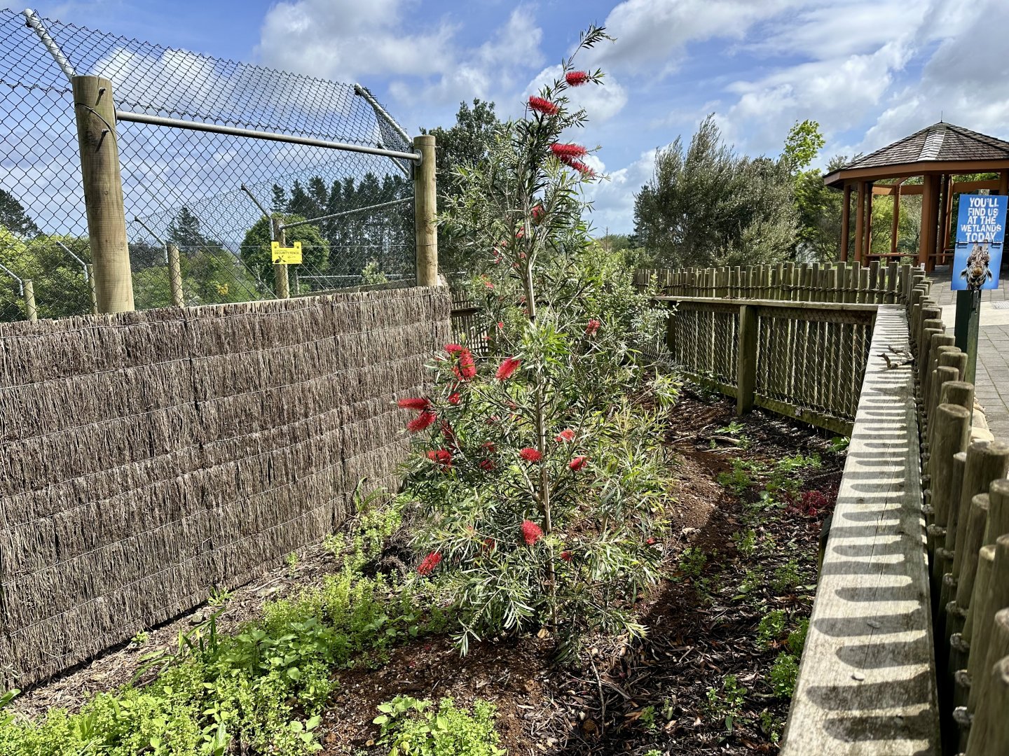 Pōhutukawa (Metrosideros excelsa)