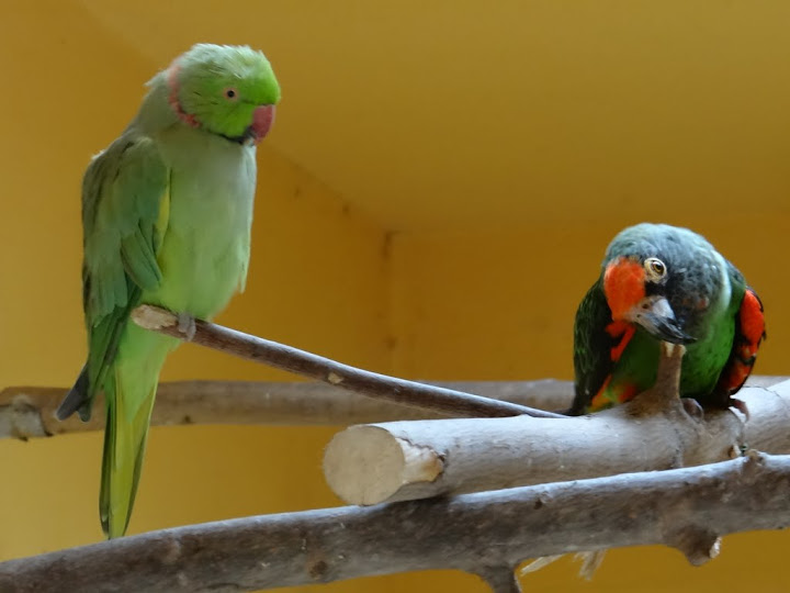 Poicephalus g.gulielmi / Psistaculla krameri