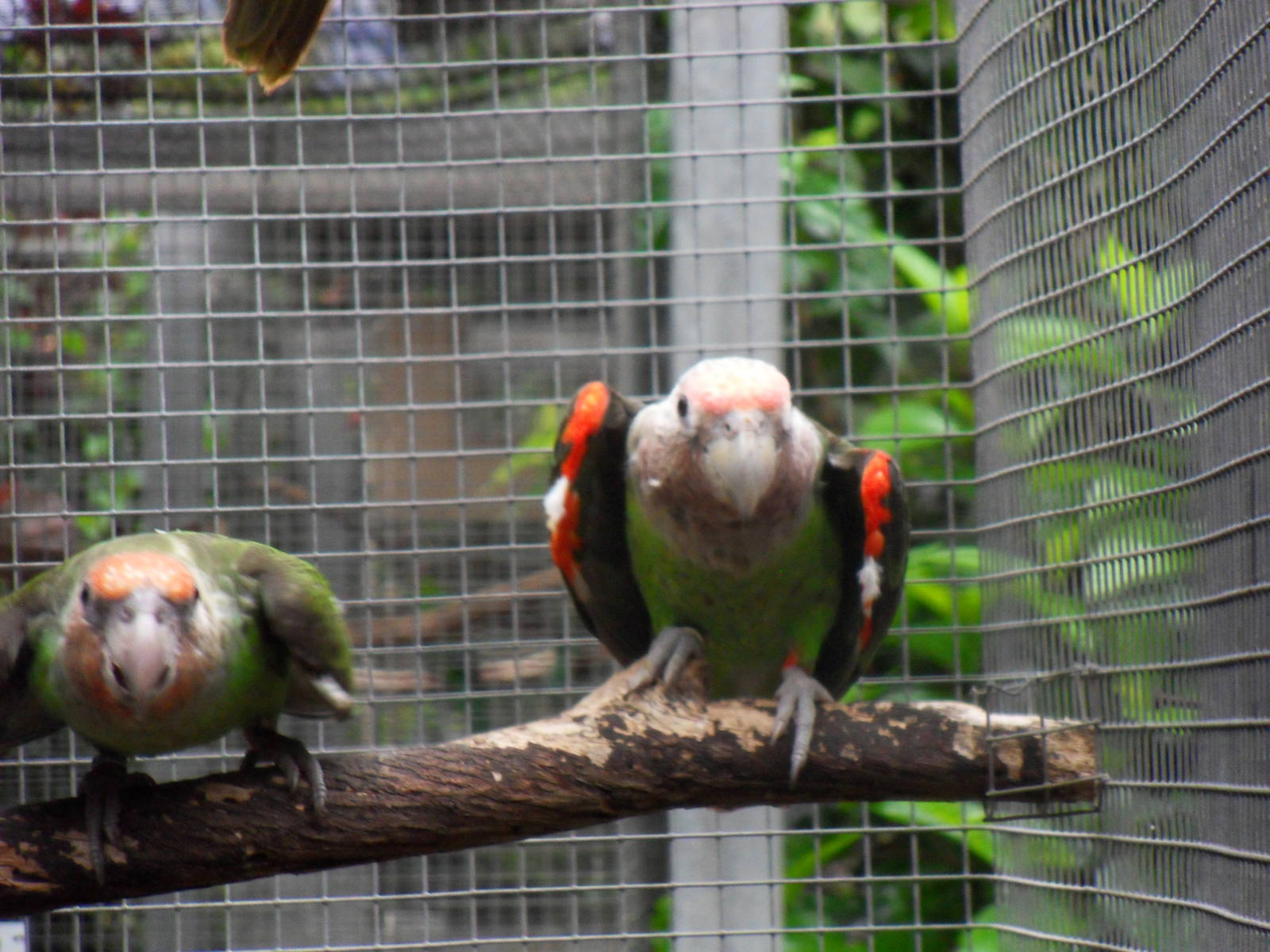 Poicephalus robustus