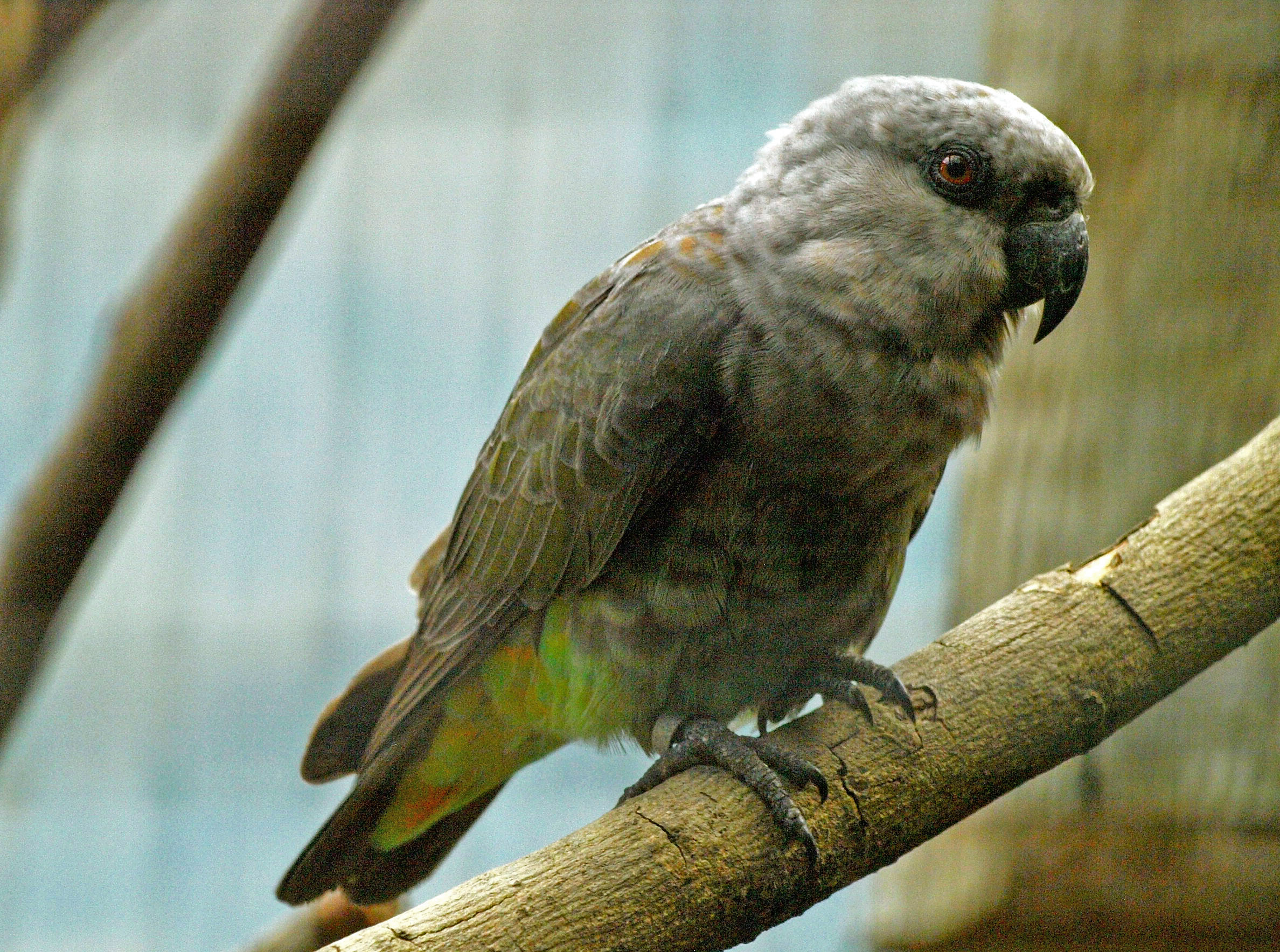 Poicephalus rufiventris