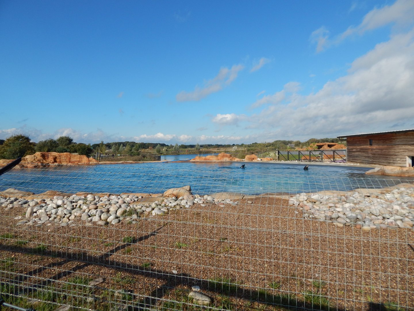 Point Lobos - 2nd California sealion habitat 121024