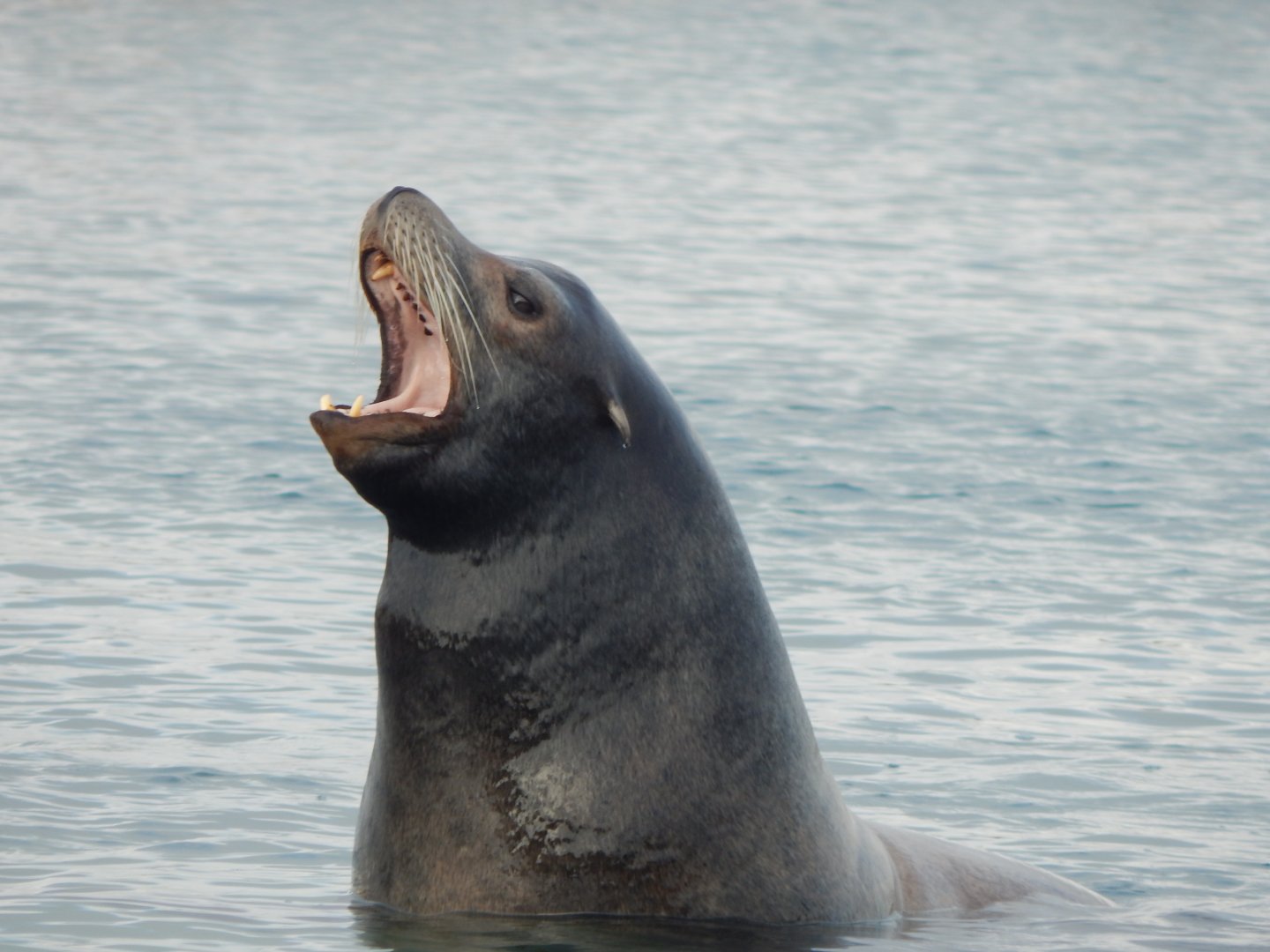 Point Lobos - California sealion 121024