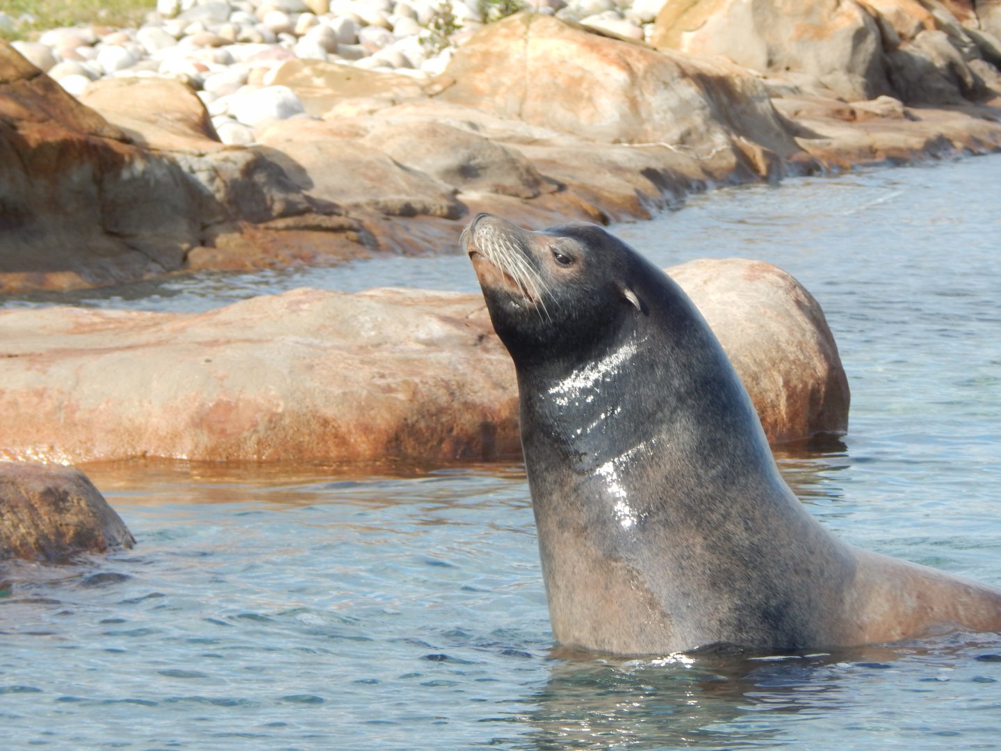 Point Lobos - California sealion 121024