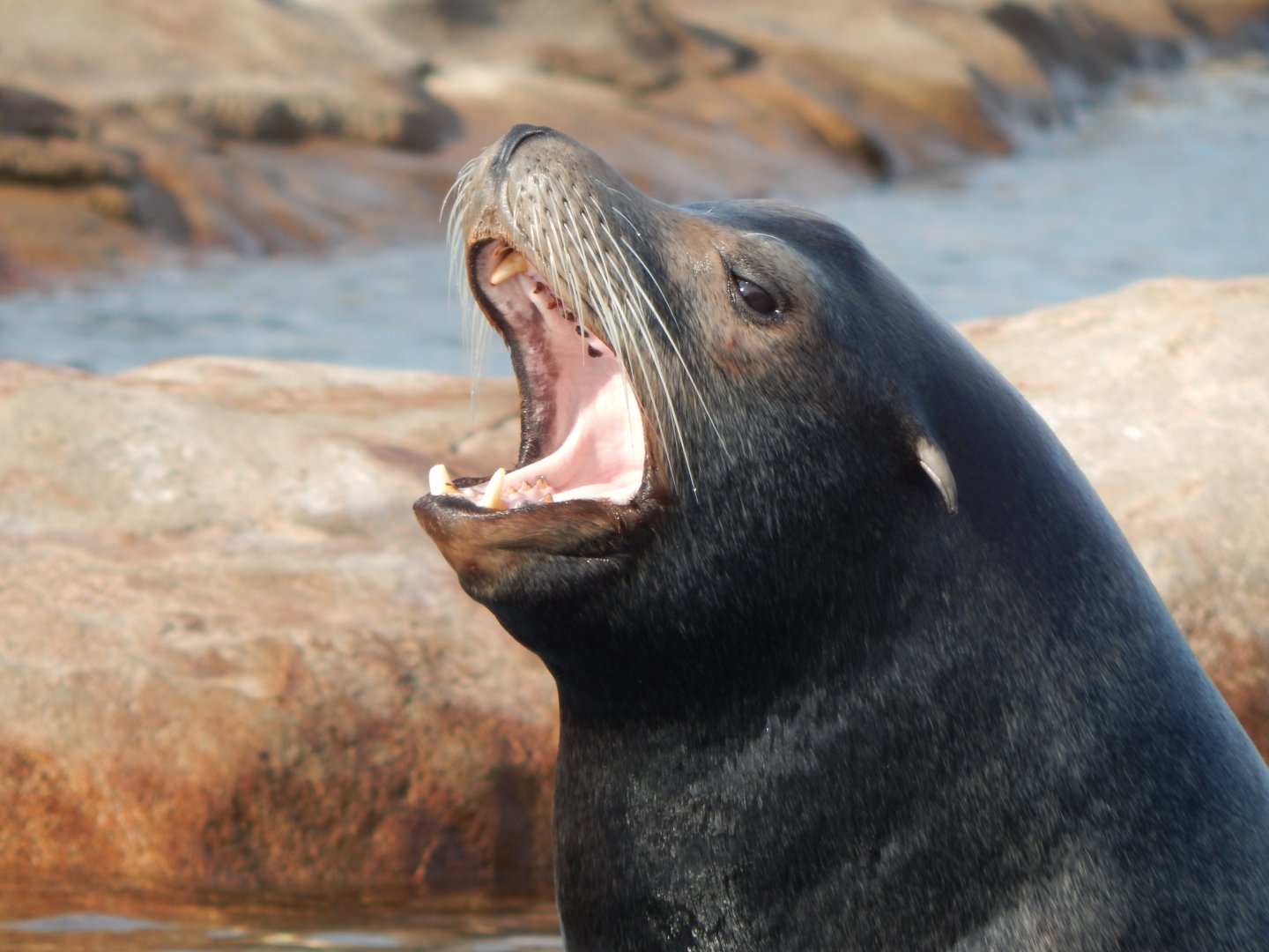 Point Lobos - California sealion 121024
