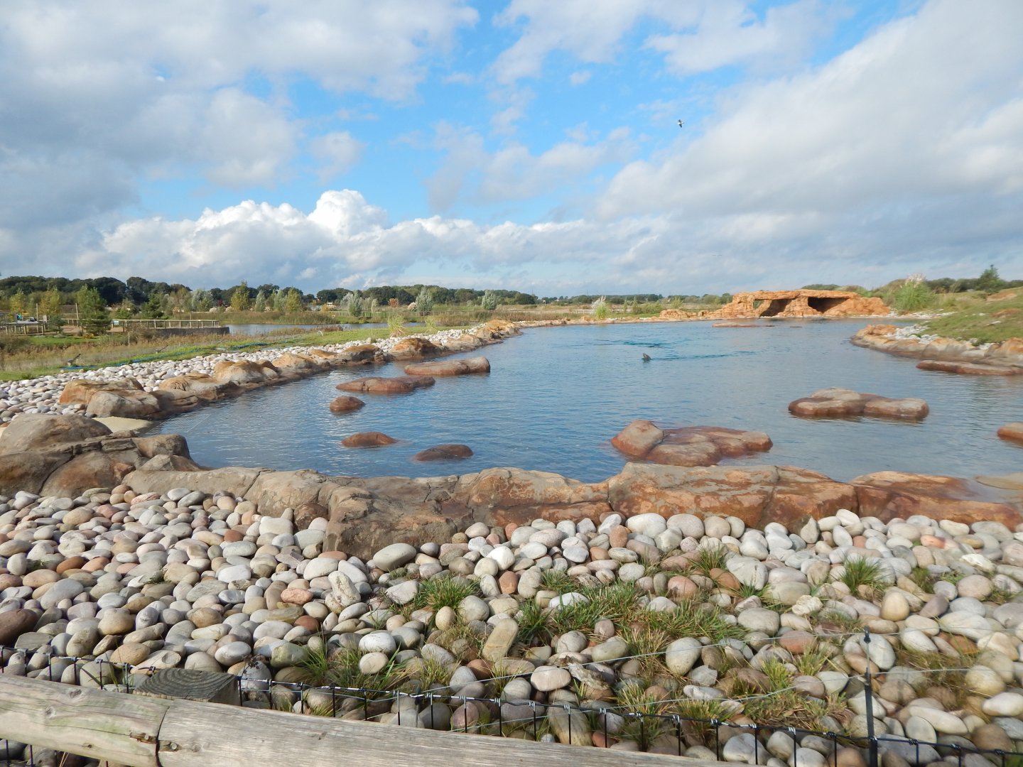 Point Lobos - California sealion habitat 121024