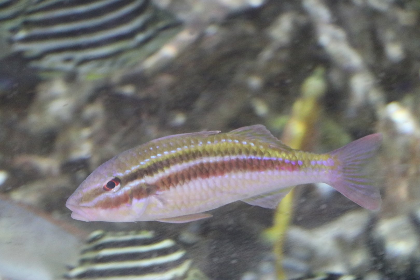 Pointed Goatfish (Parupeneus biaculeatus) ?