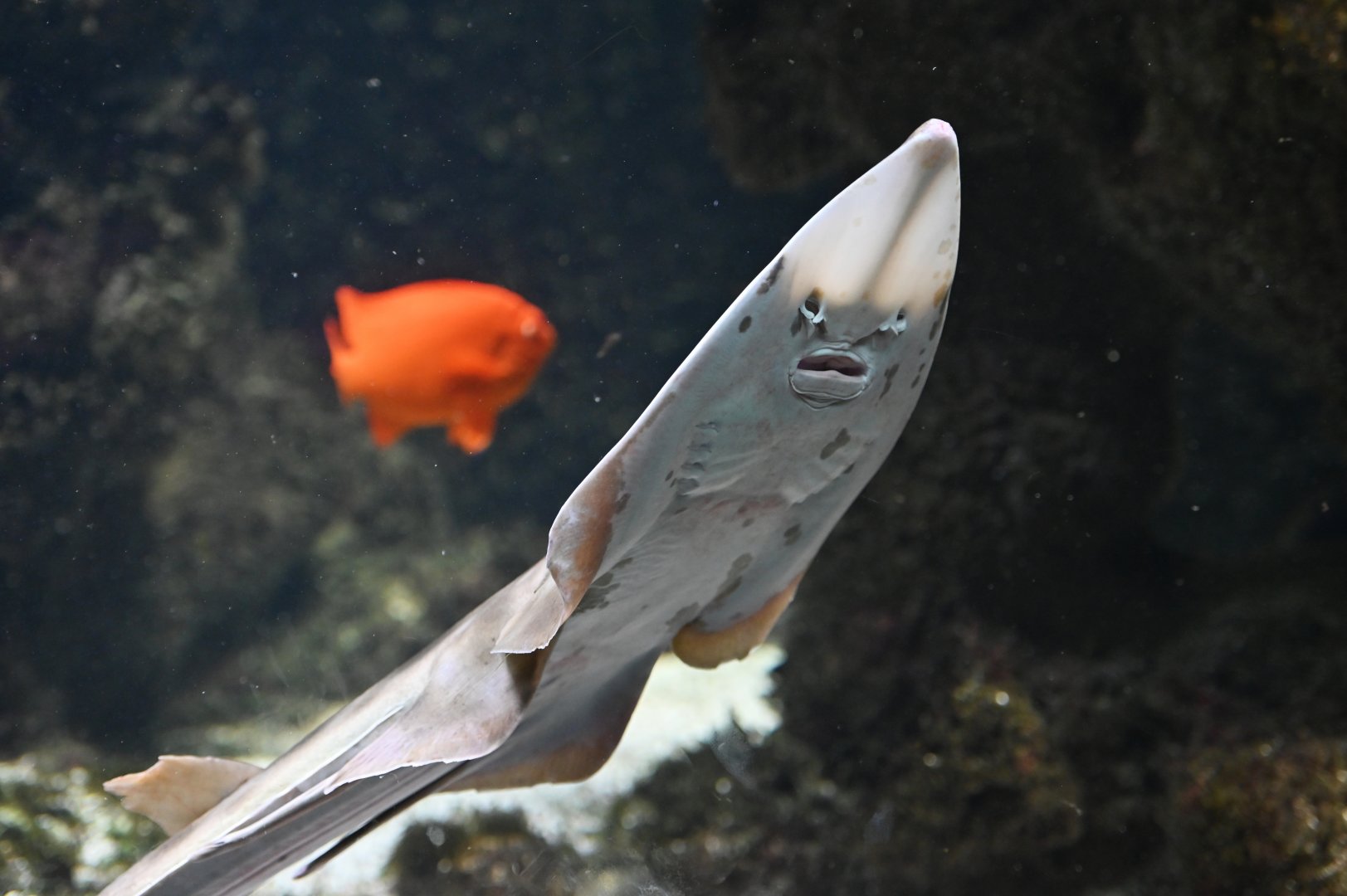 Pointed-nosed guitarfish  Pseudobatos productus