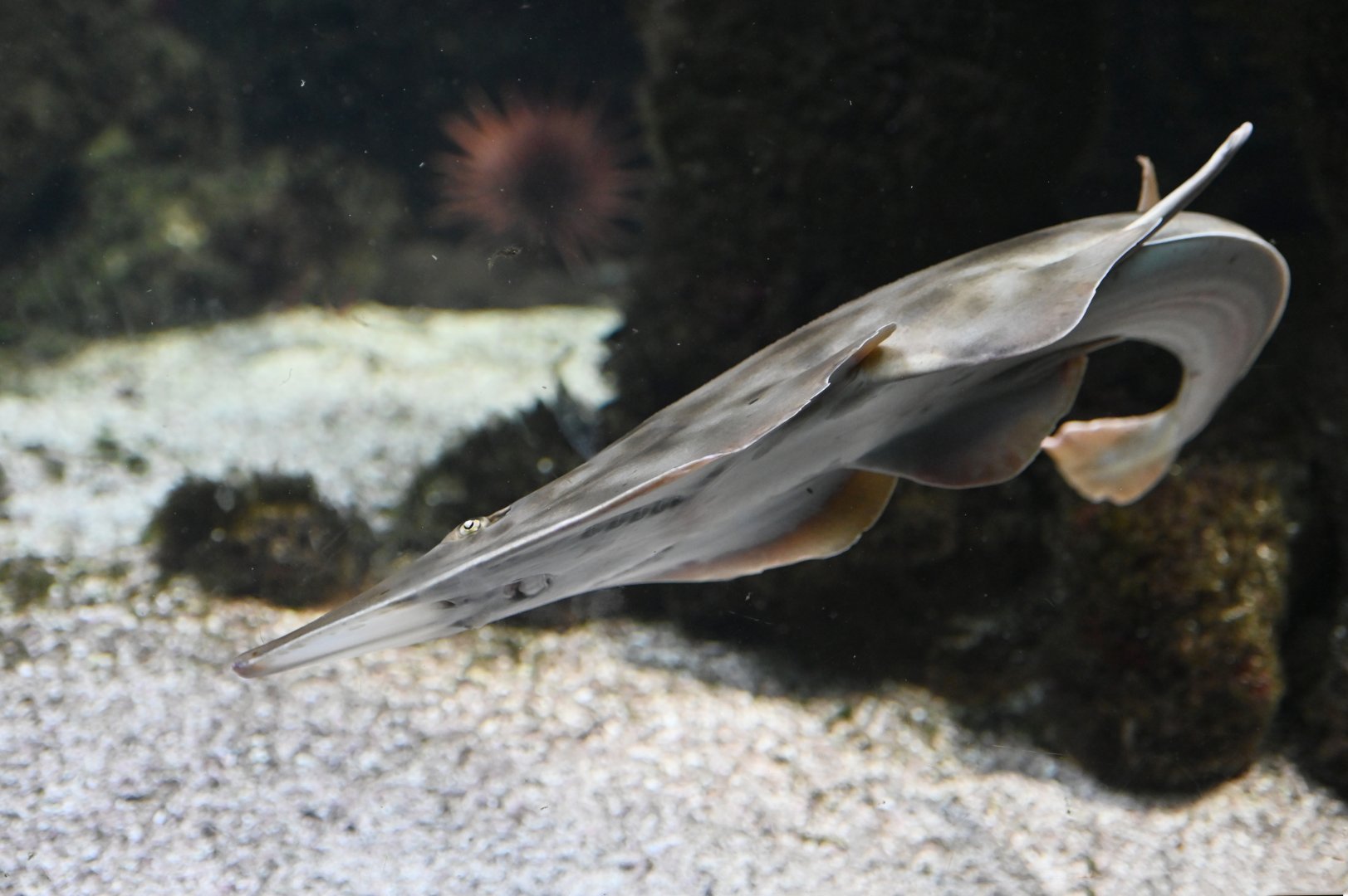 Pointed-nosed guitarfish  Pseudobatos productus
