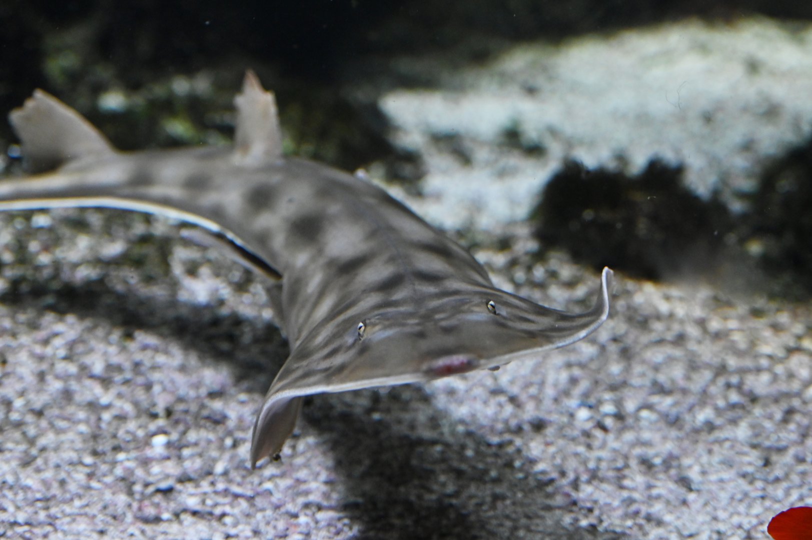 Pointed-nosed guitarfish  Pseudobatos productus