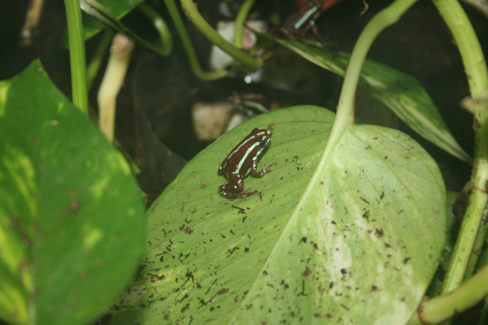poisn dart frog