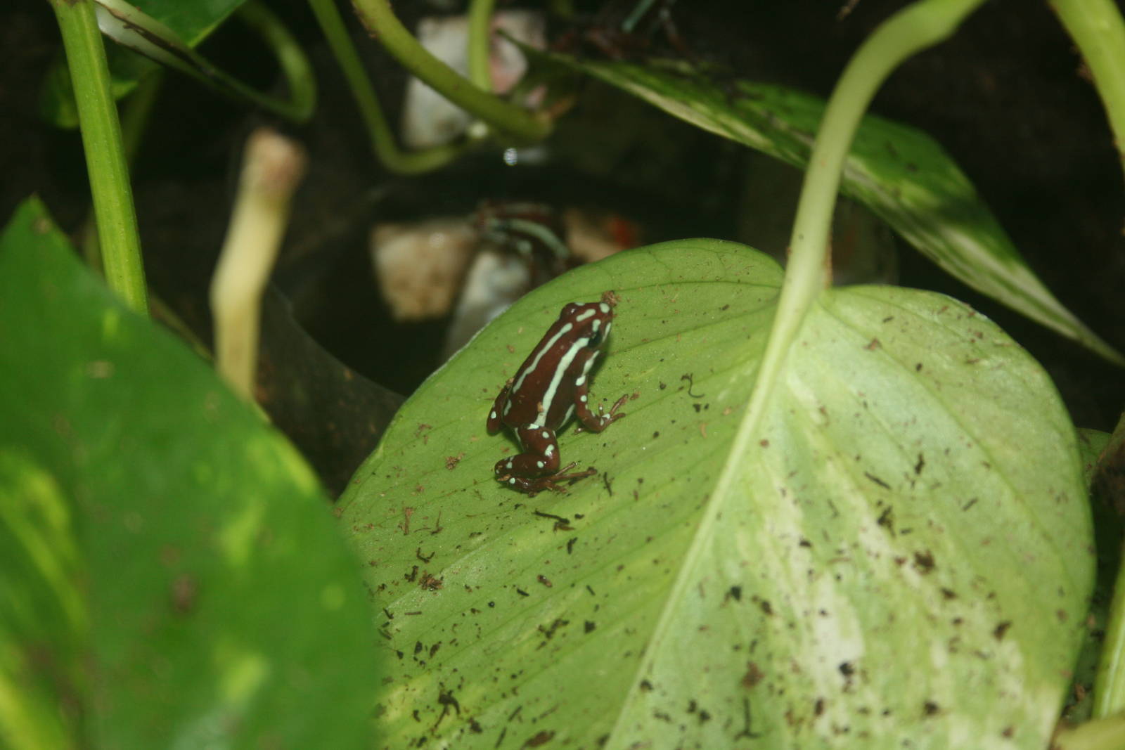 poisn dart frog