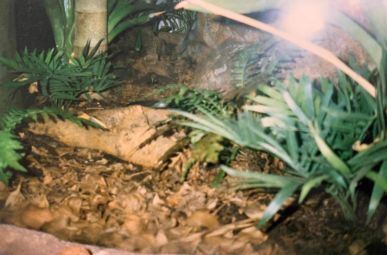 Poison Arrow Frog (1996)