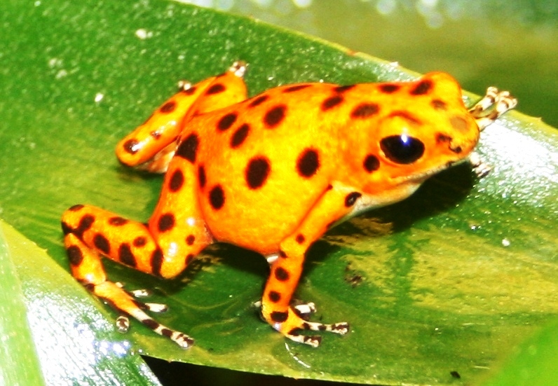 Poison arrow frog; Antwerp Zoo; 12th May 2010