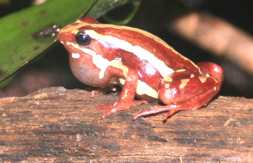 Poison arrow frog; Antwerp Zoo; 12th May 2010