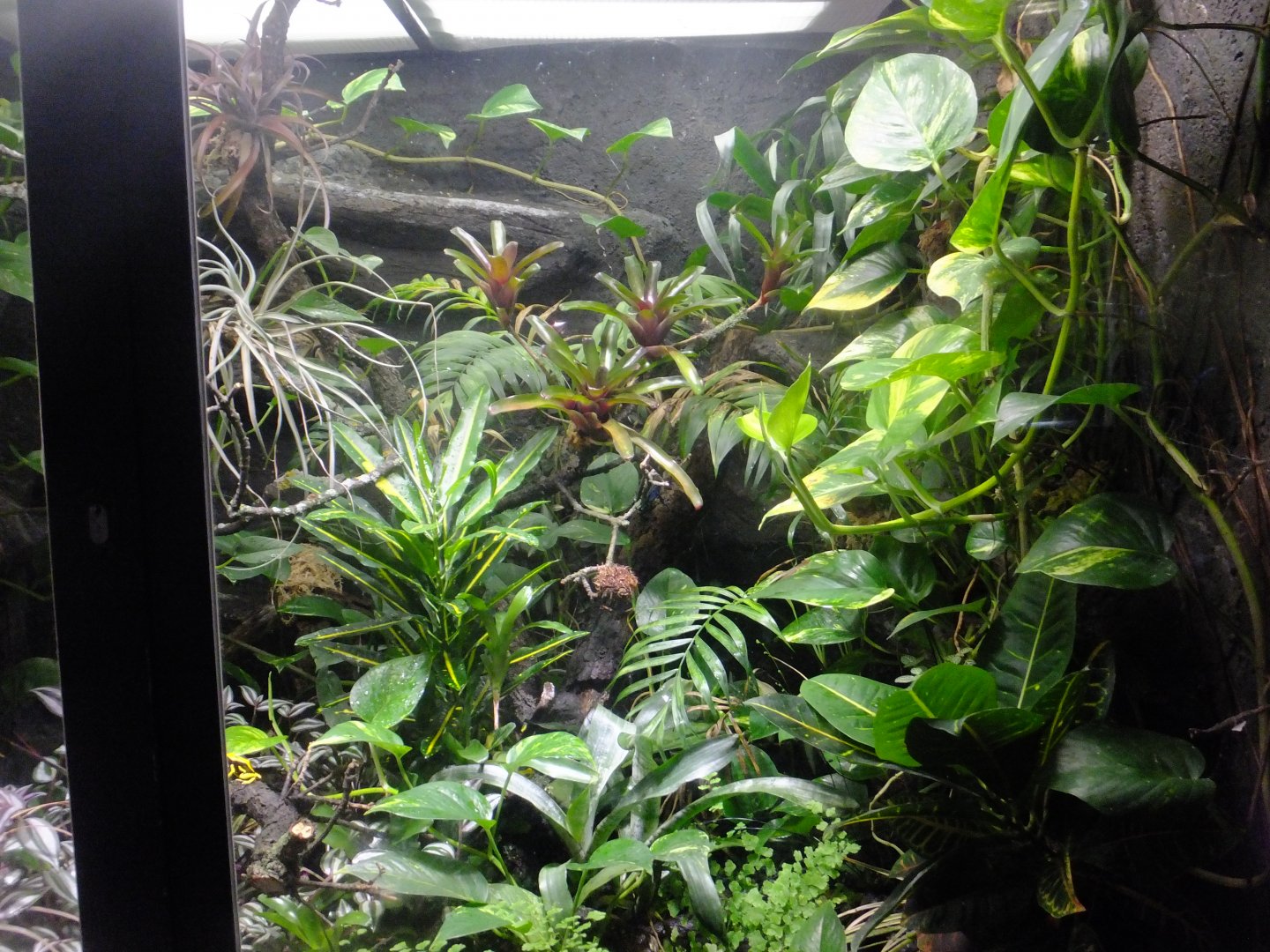 Poison arrow frog exhibit