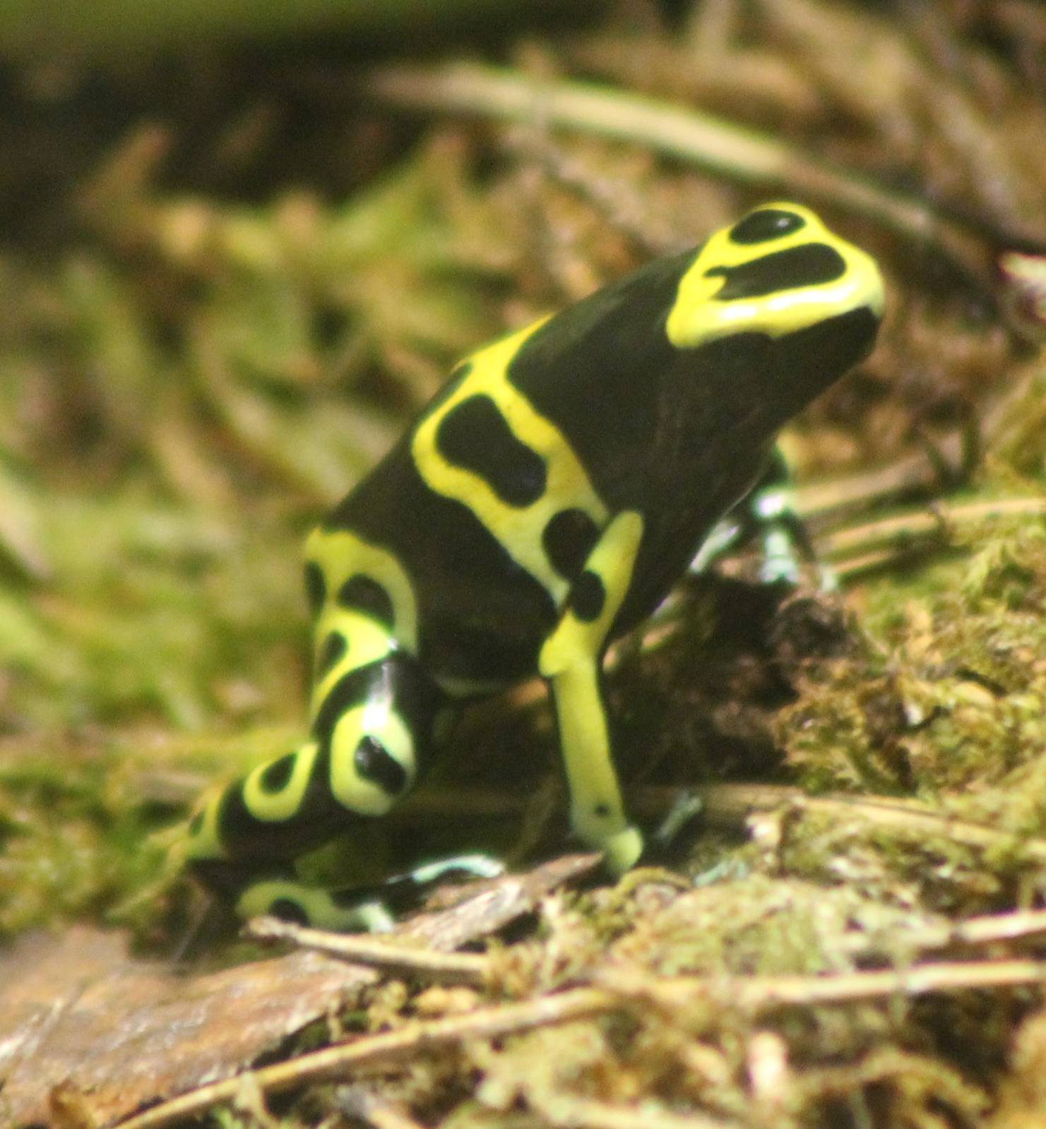 Poison arrow frog species