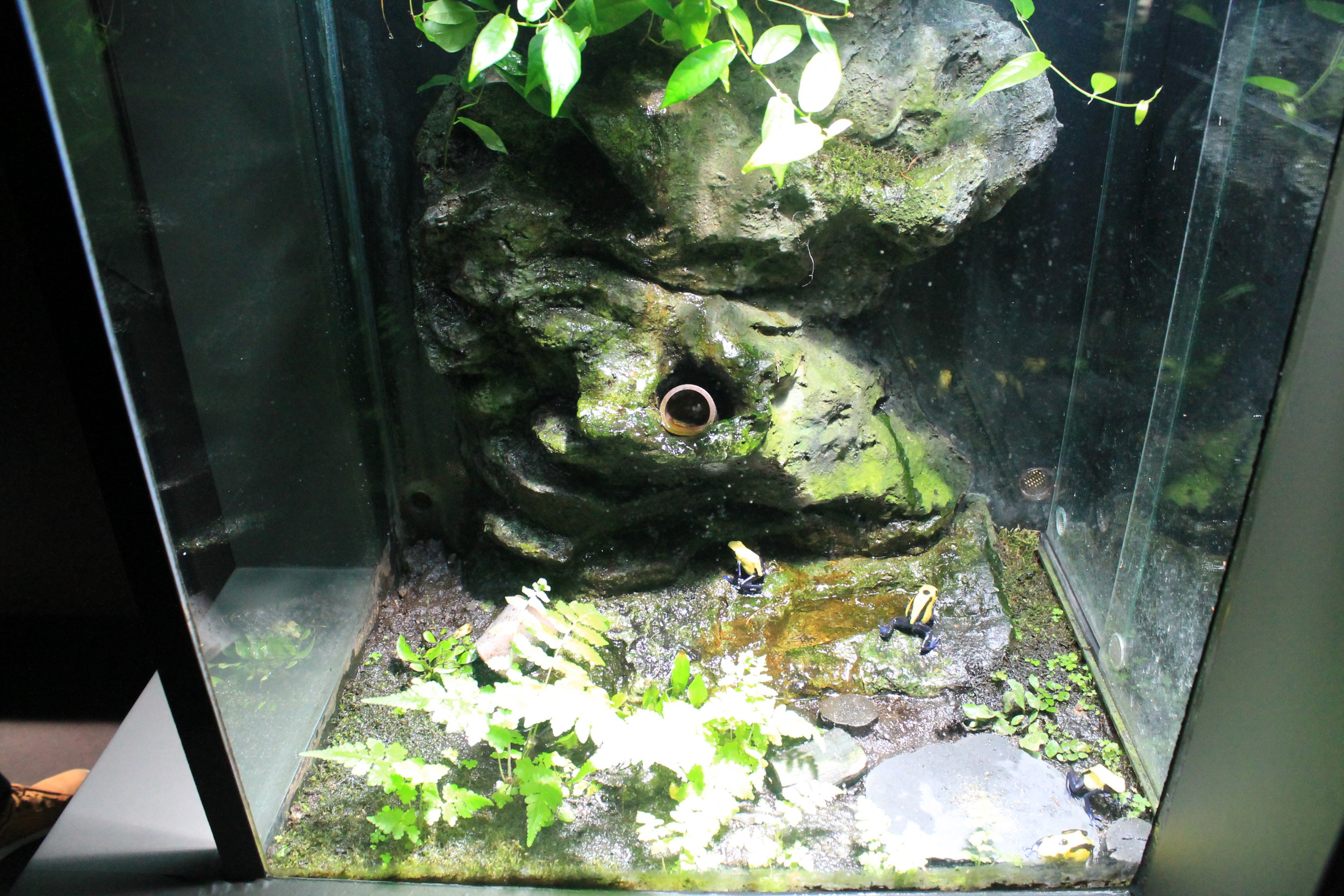 Poison Arrow Frog tank