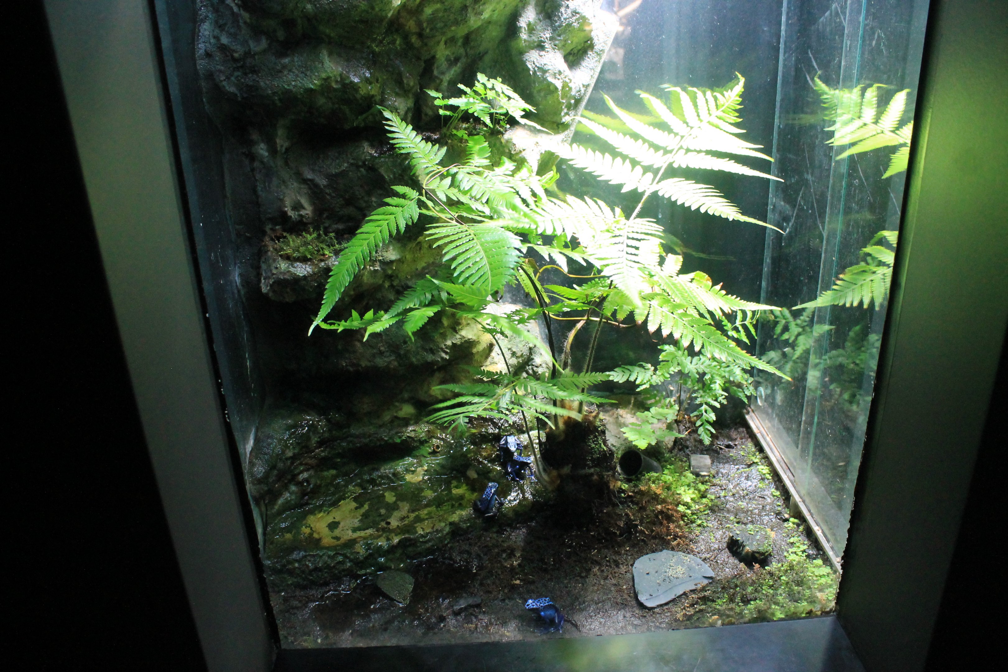 Poison Arrow Frog tank