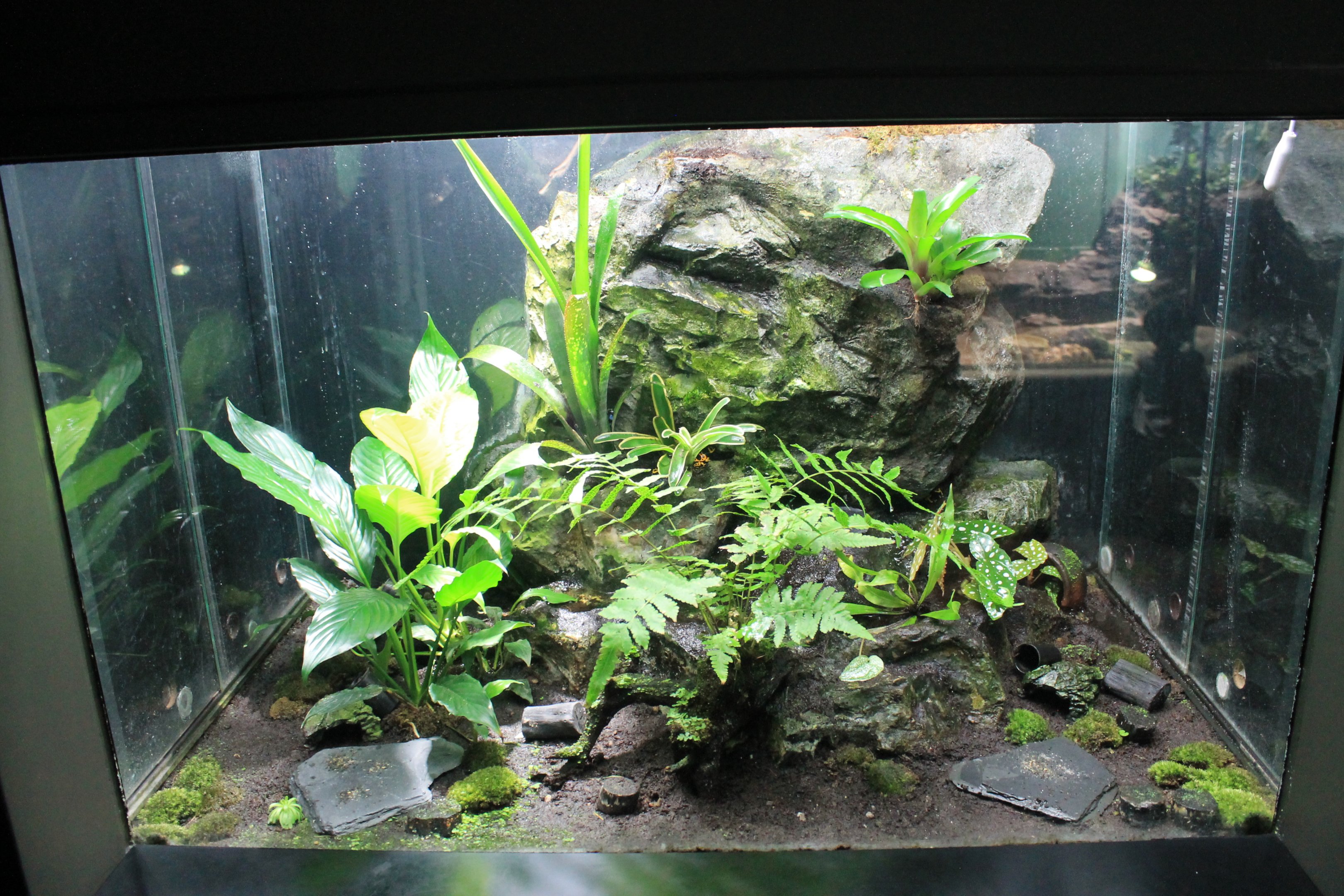 Poison Arrow Frog tank