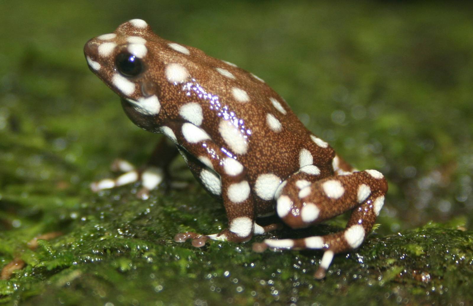 Poison arrow frog; Zurich Zoo; 1st September 2009