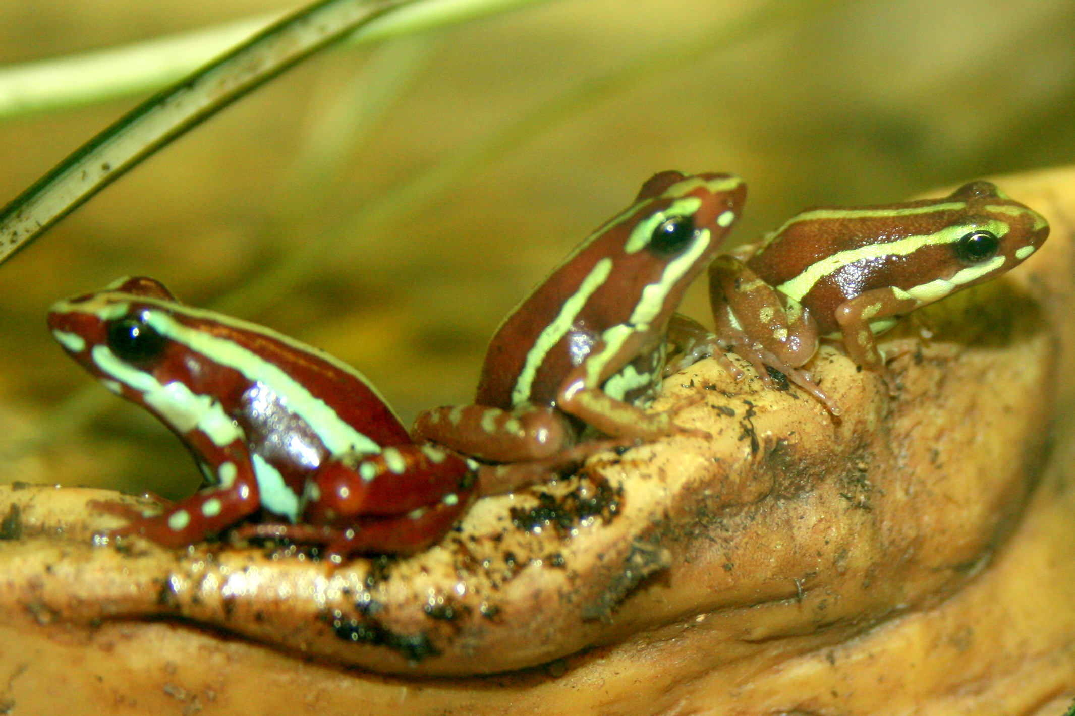 Poison Arrow Frogs; Tropical Wings; 1st April 2017