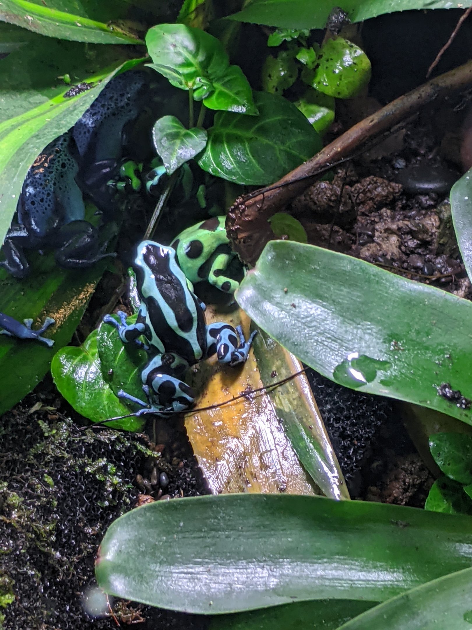 Poison Arrow Frogs