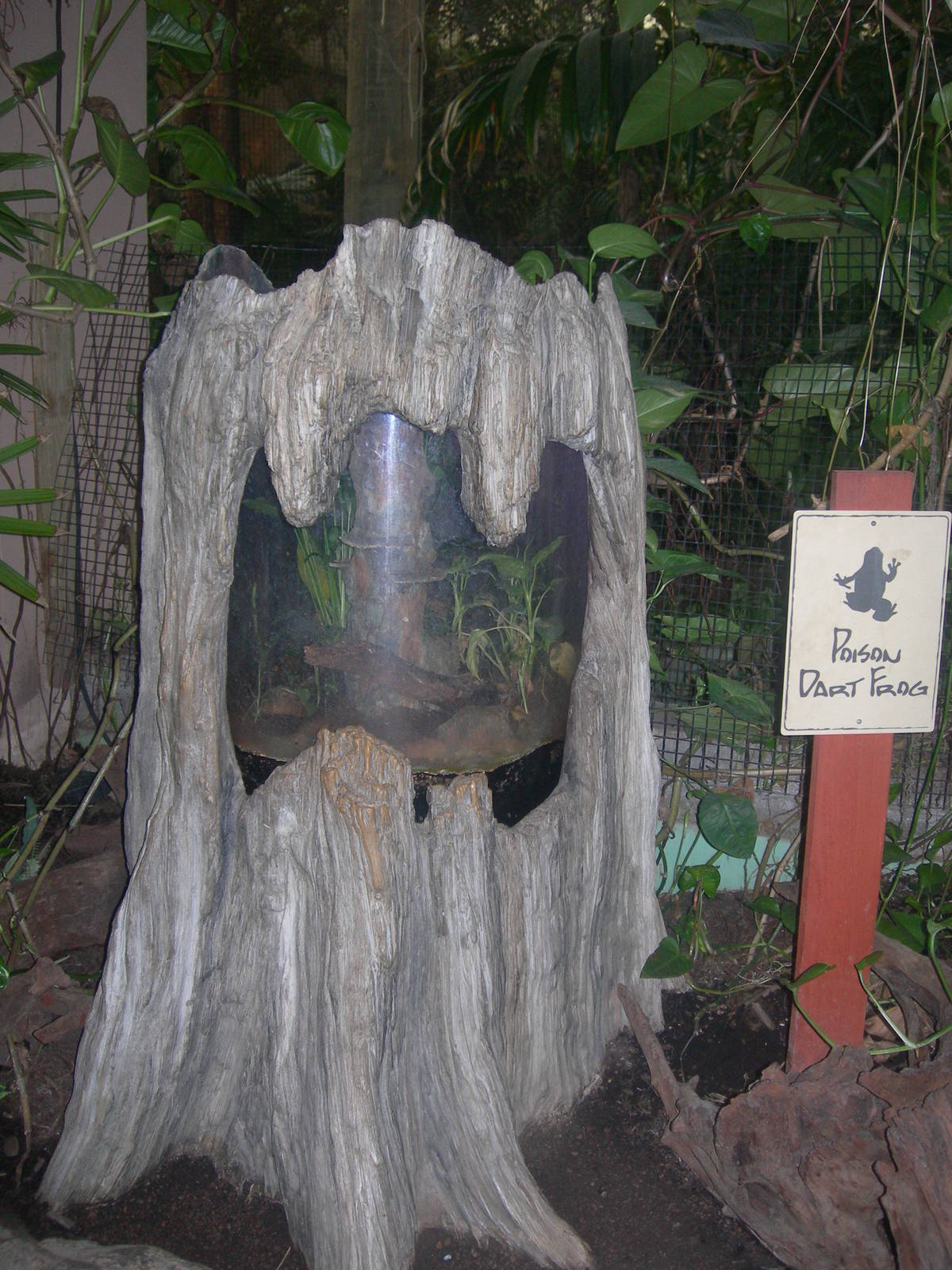 Poison Dart Arrow Frog Exhibit
