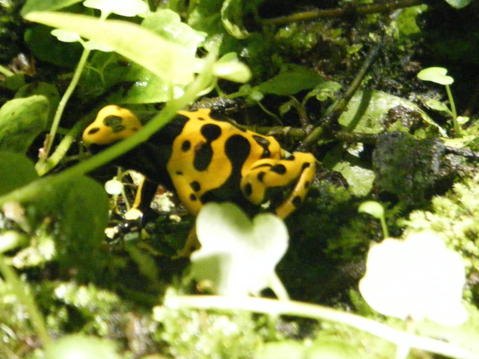 Poison Dart Frog (April 2010)
