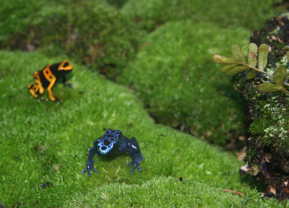 Poison Dart Frog at the WWZ