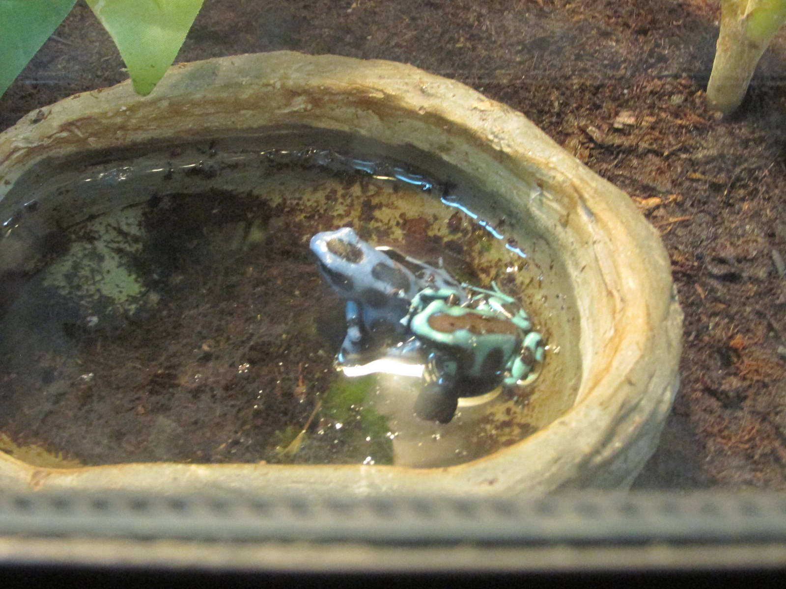 poison dart frog chapultepec zoo
