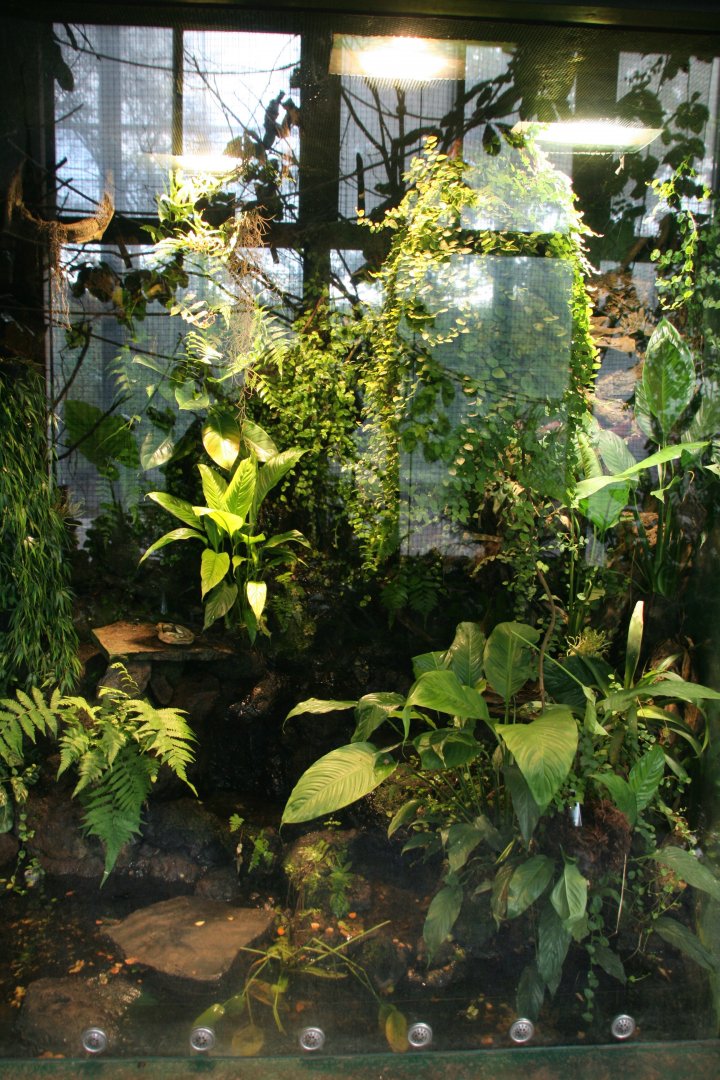 Poison dart frog enclosure