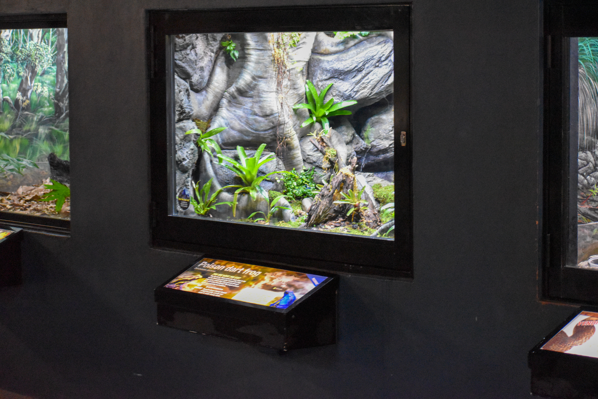 Poison Dart Frog Enclosure