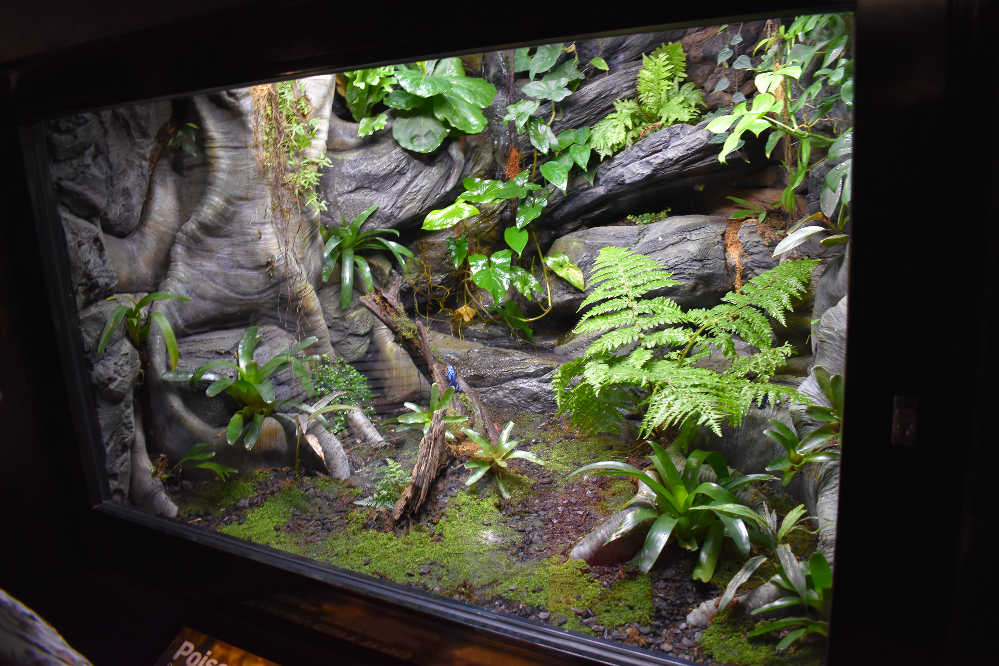 Poison Dart Frog Enclosure