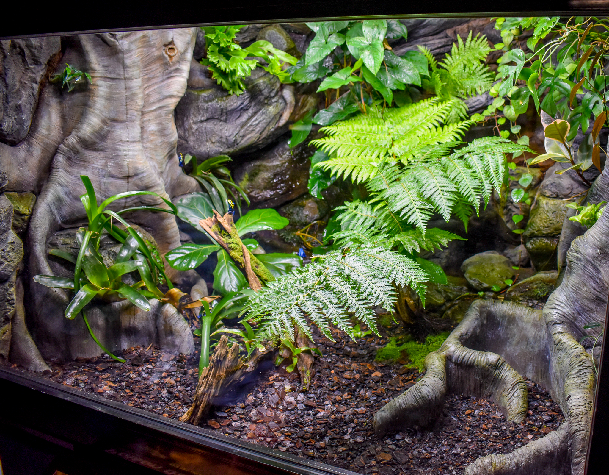 Poison Dart Frog Enclosure