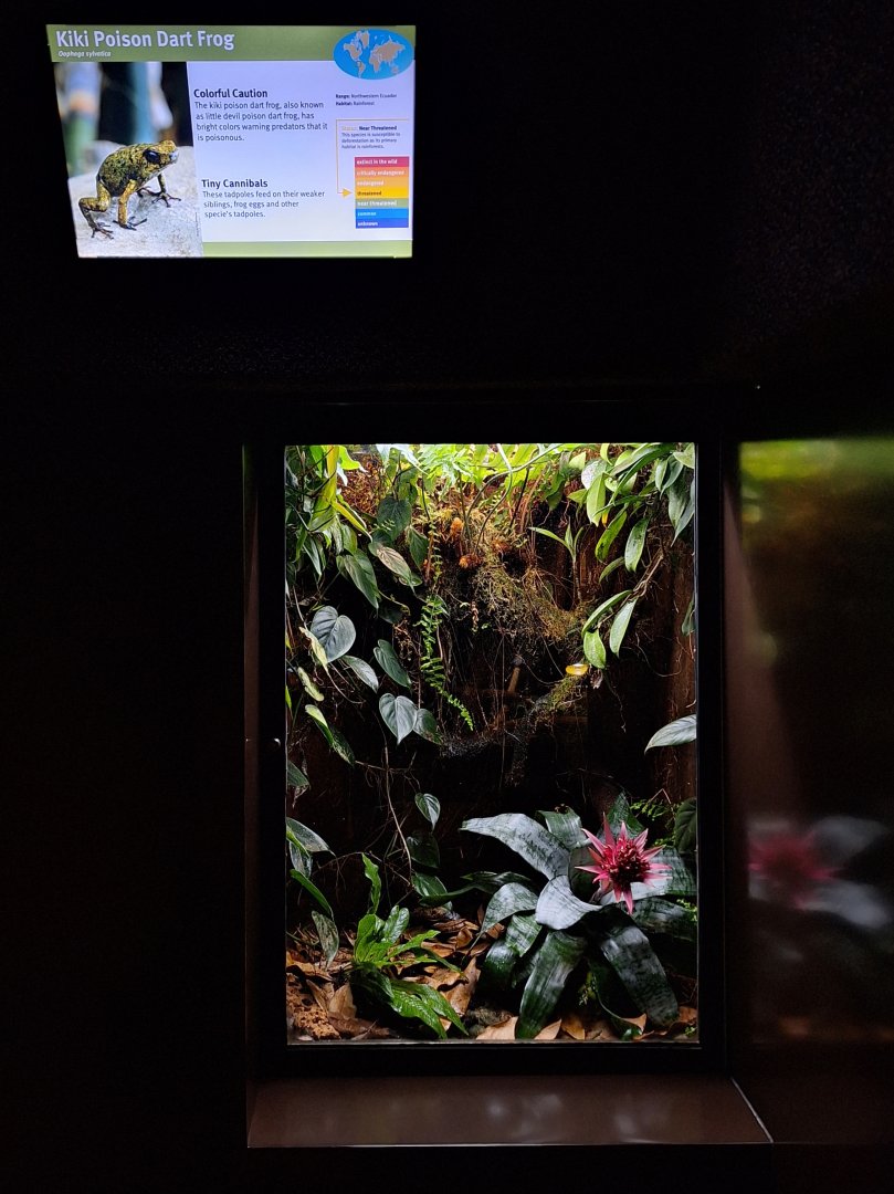 Poison Dart Frog enclosure