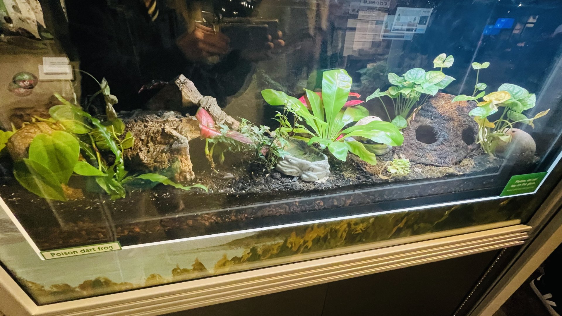 Poison Dart Frog Enclosure