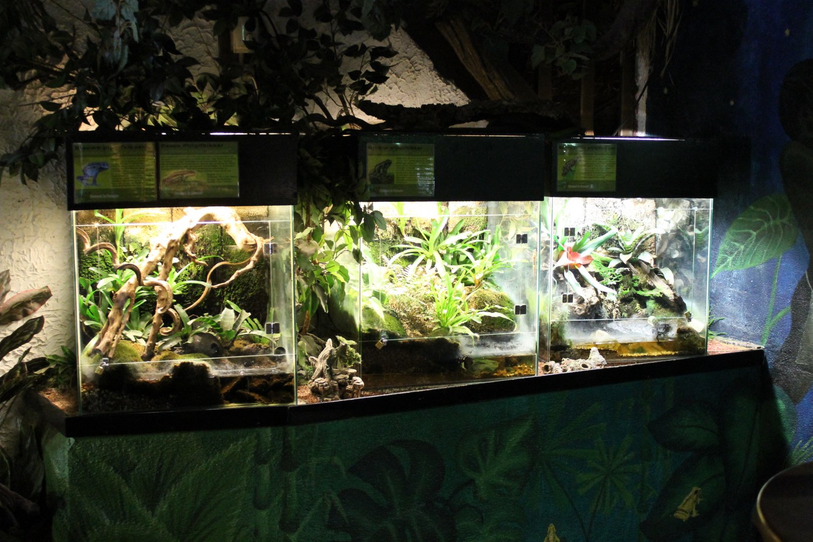 Poison-dart frog enclosures