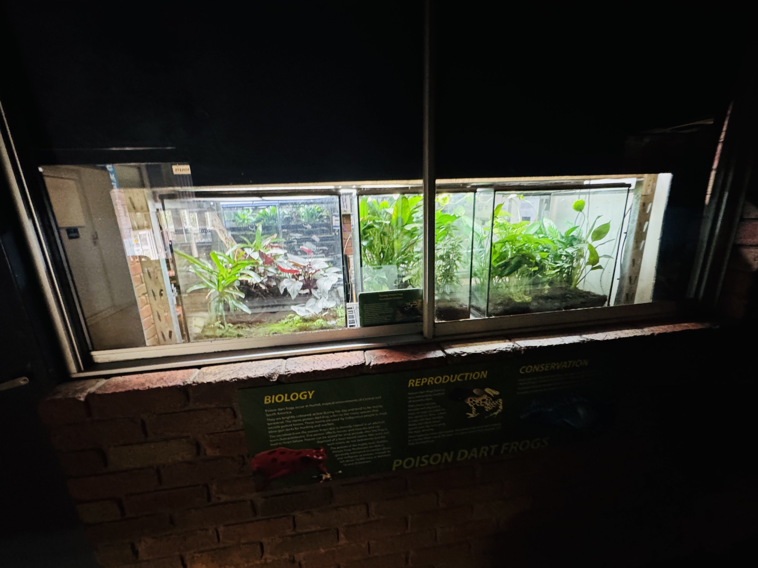 Poison dart frog enclosures