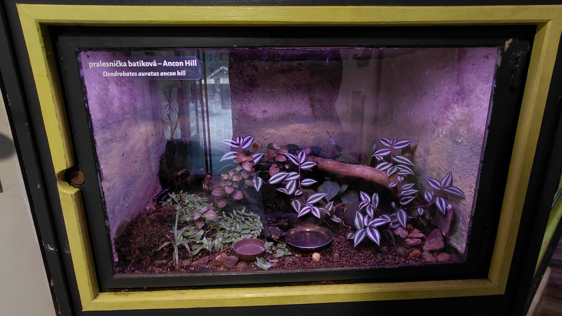 Poison dart frog exhibig