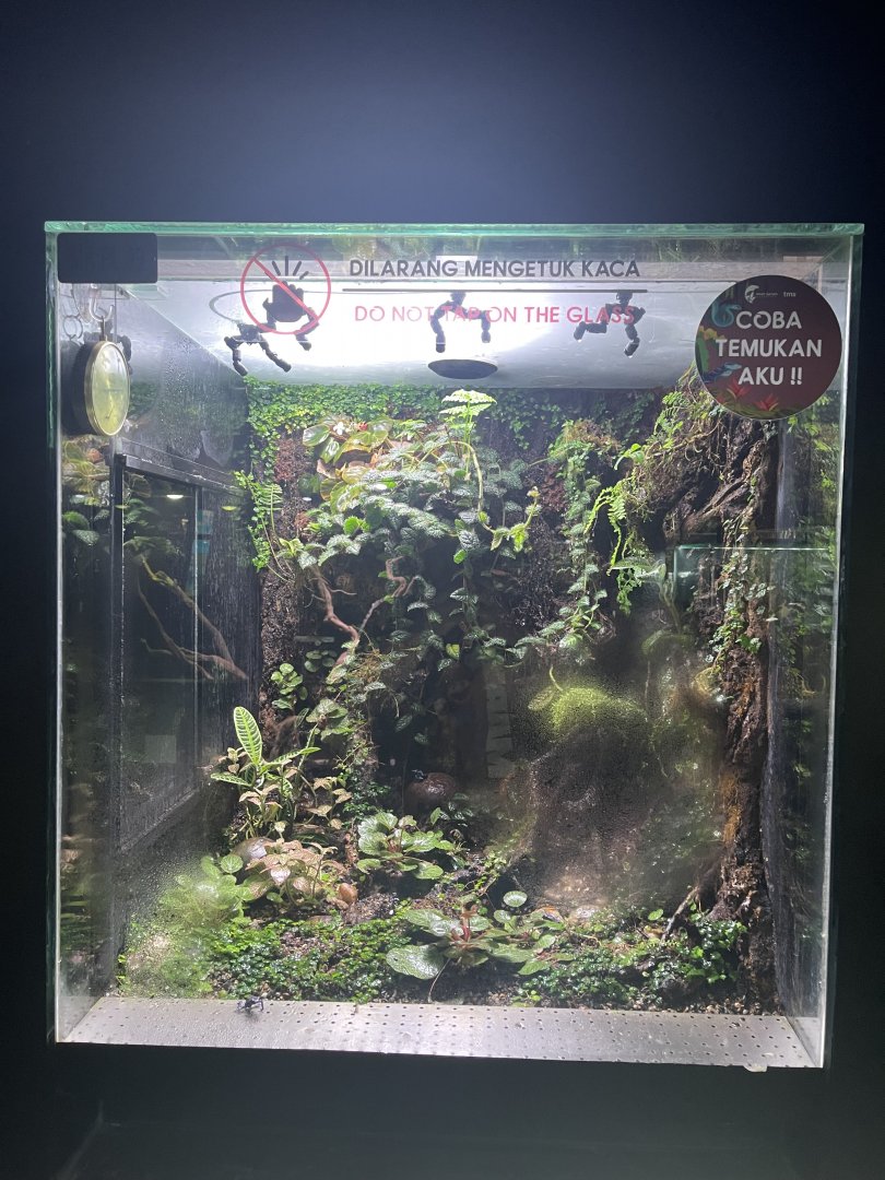 poison dart frog exhibit (1) - museum komodo