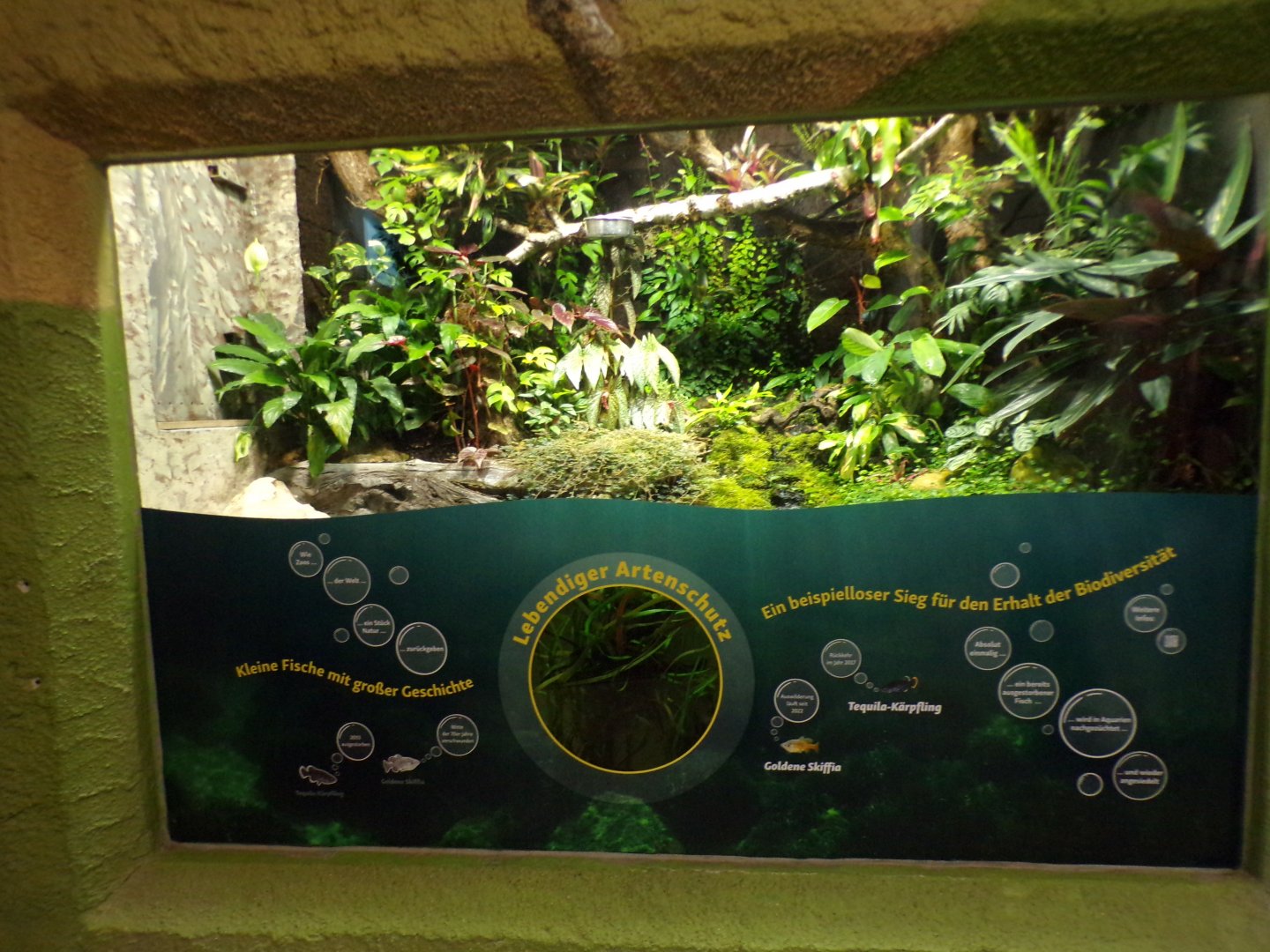 Poison dart frog exhibit 13.7.25